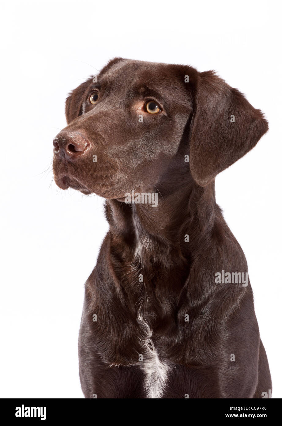 Un labrador chocolat à croix pointeur 7 mois Banque D'Images