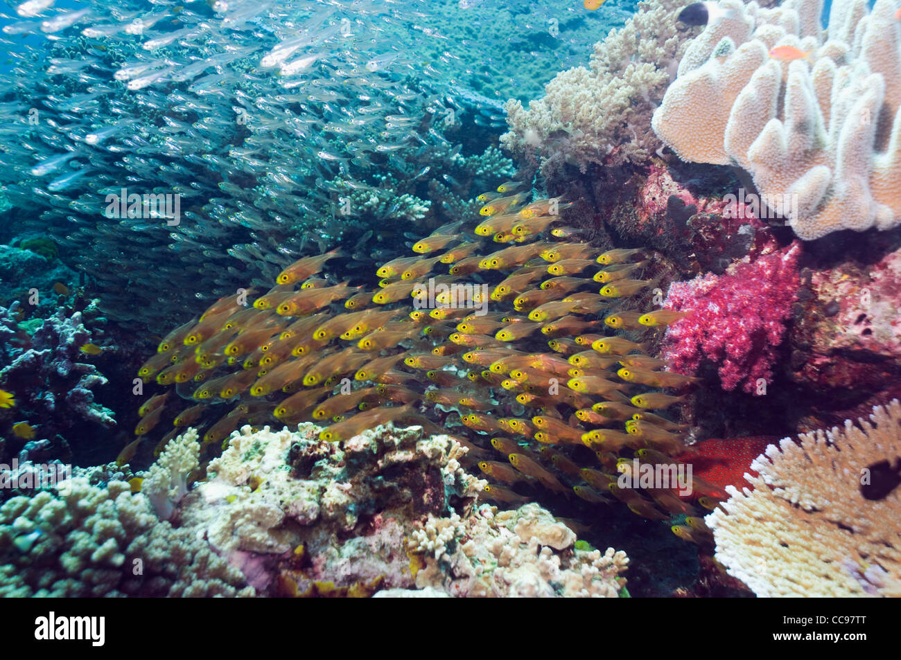 Balayeuses pygmée sur barrière de corail. La mer d'Andaman en Thaïlande Banque D'Images