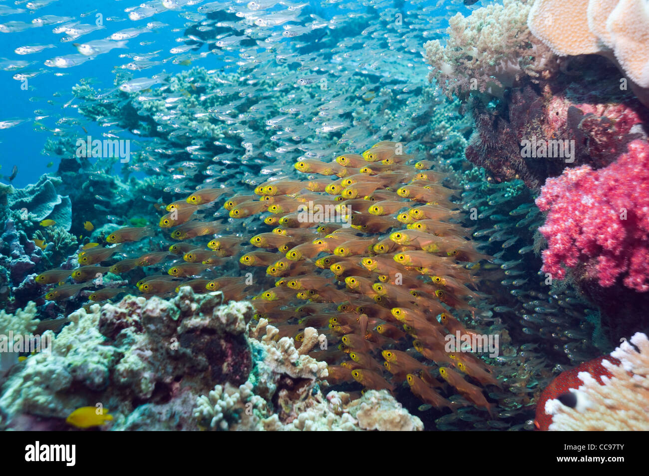 Balayeuses pygmée sur barrière de corail. La mer d'Andaman en Thaïlande Banque D'Images