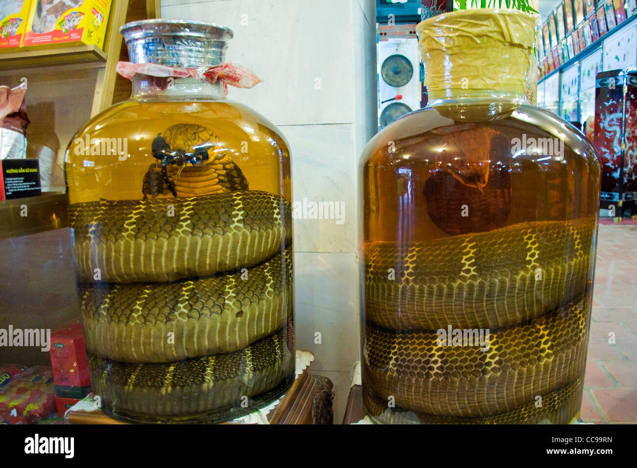 Les serpents, vérité Beneficince Société Beauté, Chau Pong, Vietnam Banque D'Images