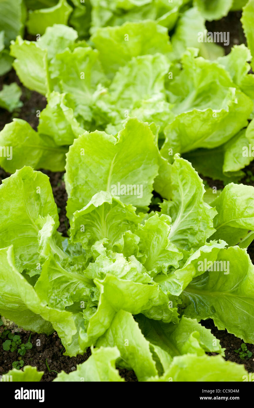 'Endive' coeur plein Blonde, Cichorium endivia Banque D'Images
