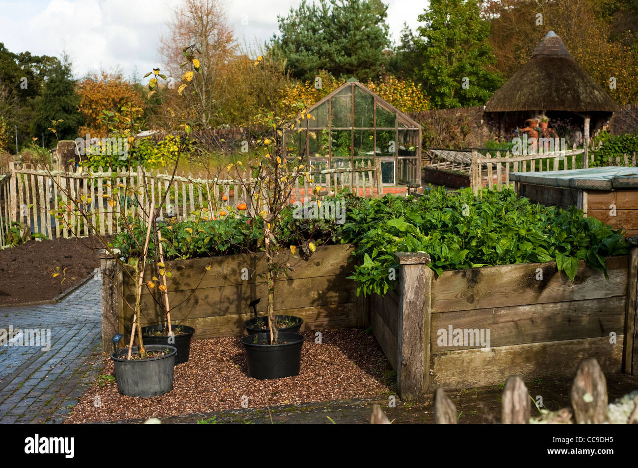 Les fruits et légumes dans le jardin de l'automne, RHS Rosemoor, Devon, Angleterre, Royaume-Uni Banque D'Images