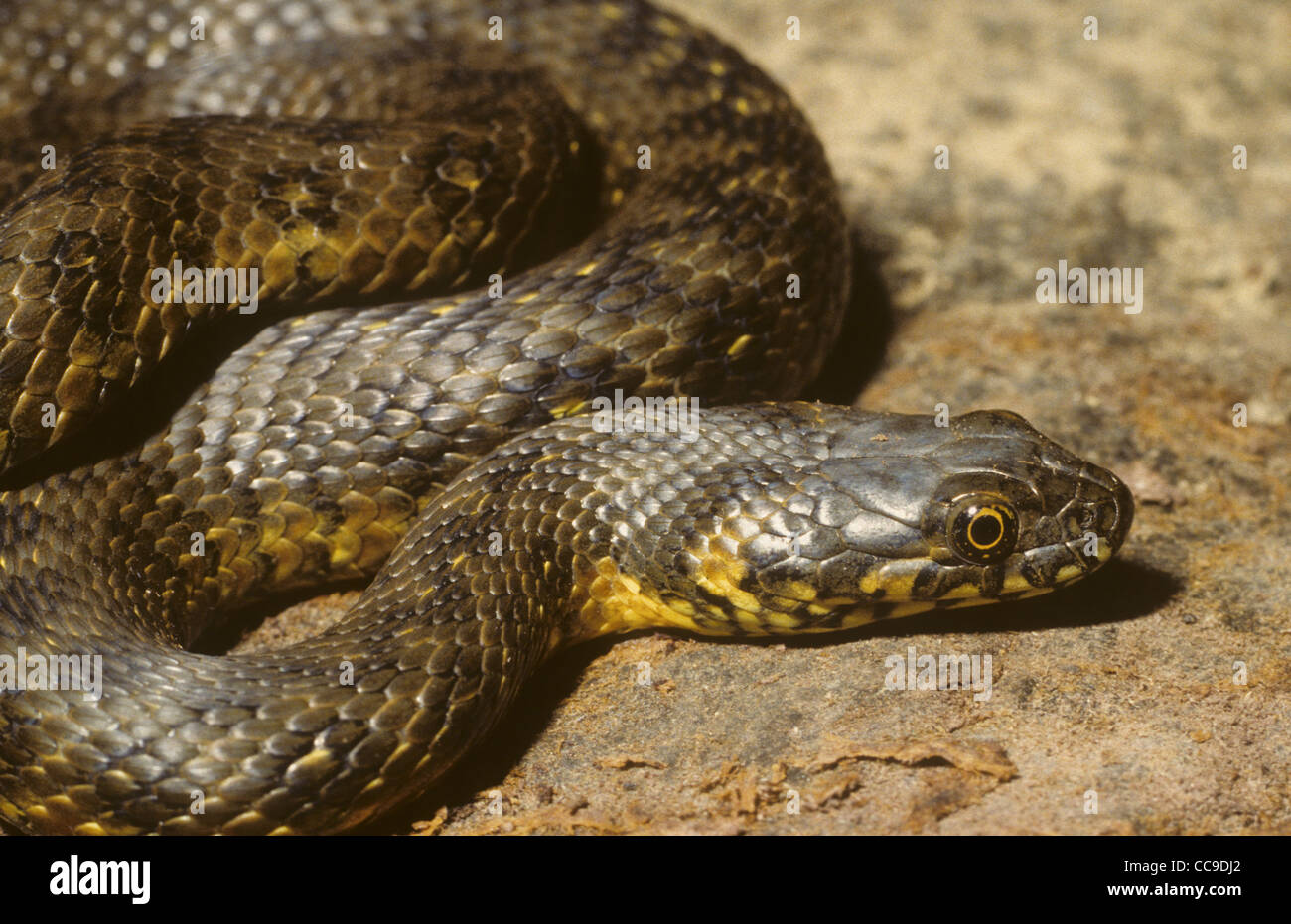 Viperine Natrix maura, Serpent. Espagne Banque D'Images