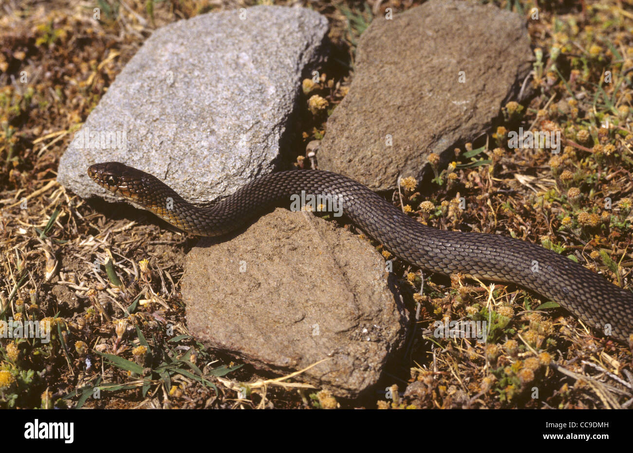 Grand Serpent Fouet Dolichophis caspius Grèce Banque D'Images