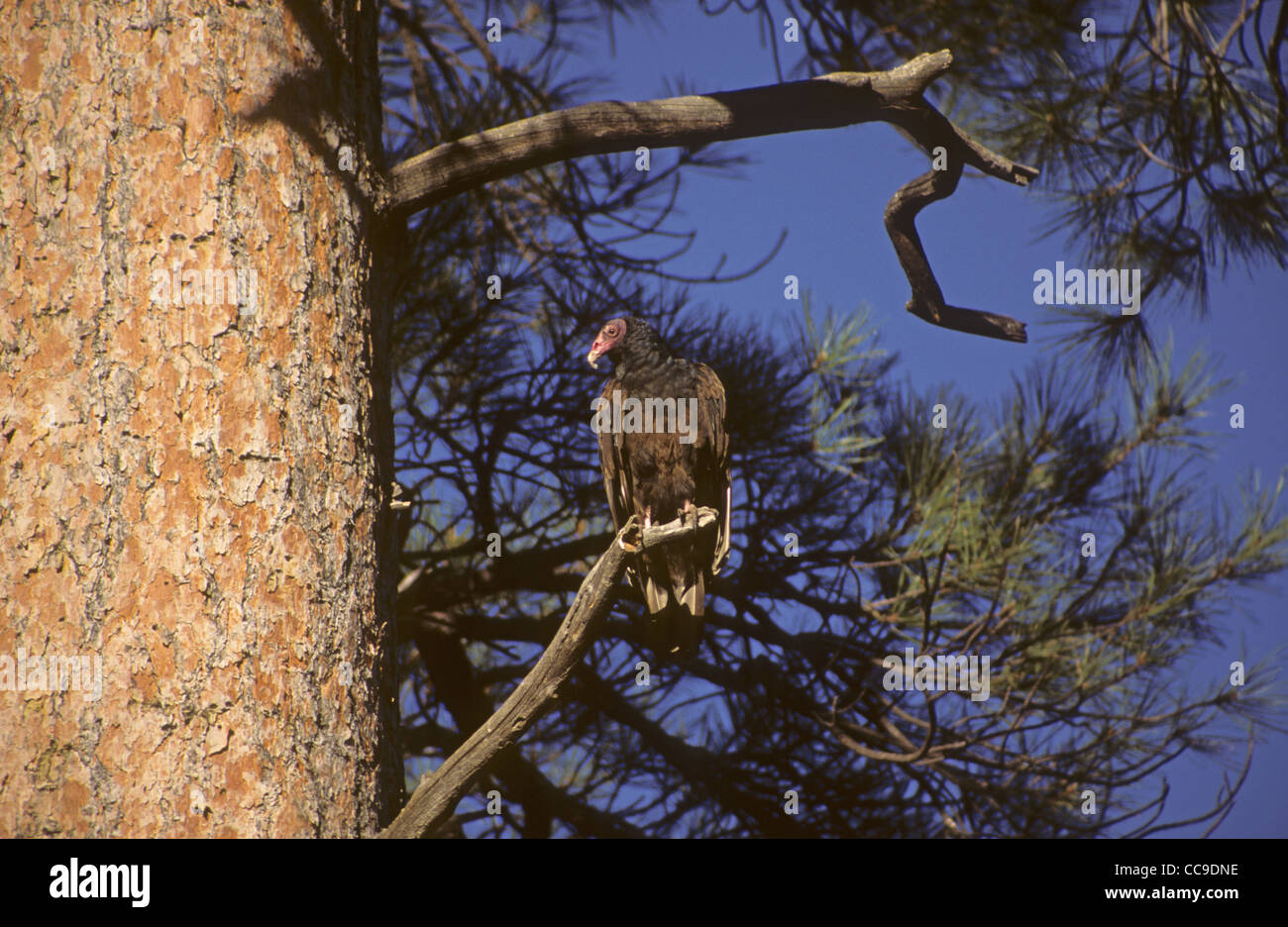 Urubu Cathartes aura perché dans l'arbre. USA Banque D'Images