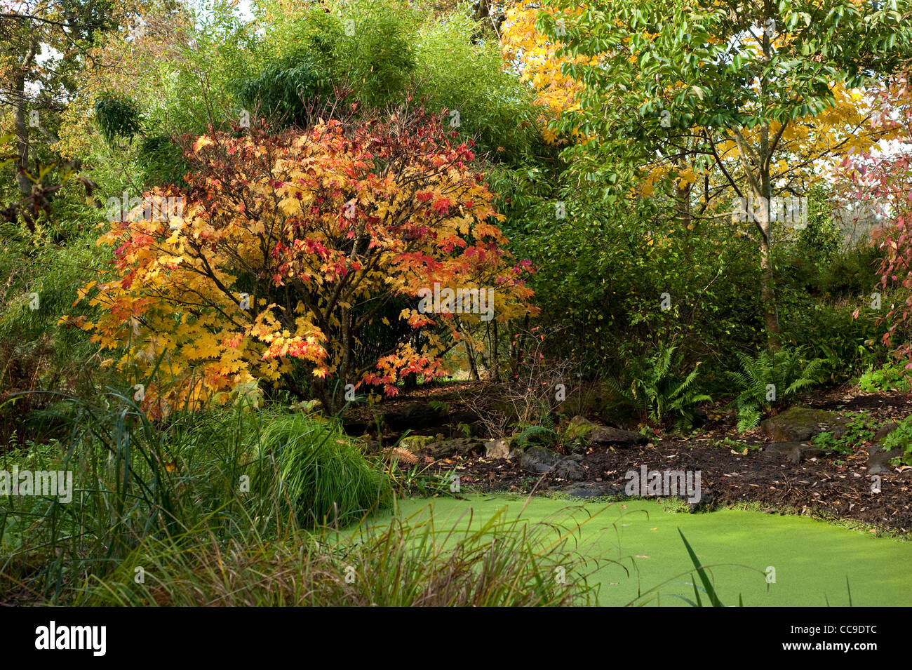 Acer japonicum 'Vitifolium', à feuilles de vigne Pleine Lune, d'érable à l'automne, RHS Rosemoor, Devon, Angleterre, Royaume-Uni Banque D'Images