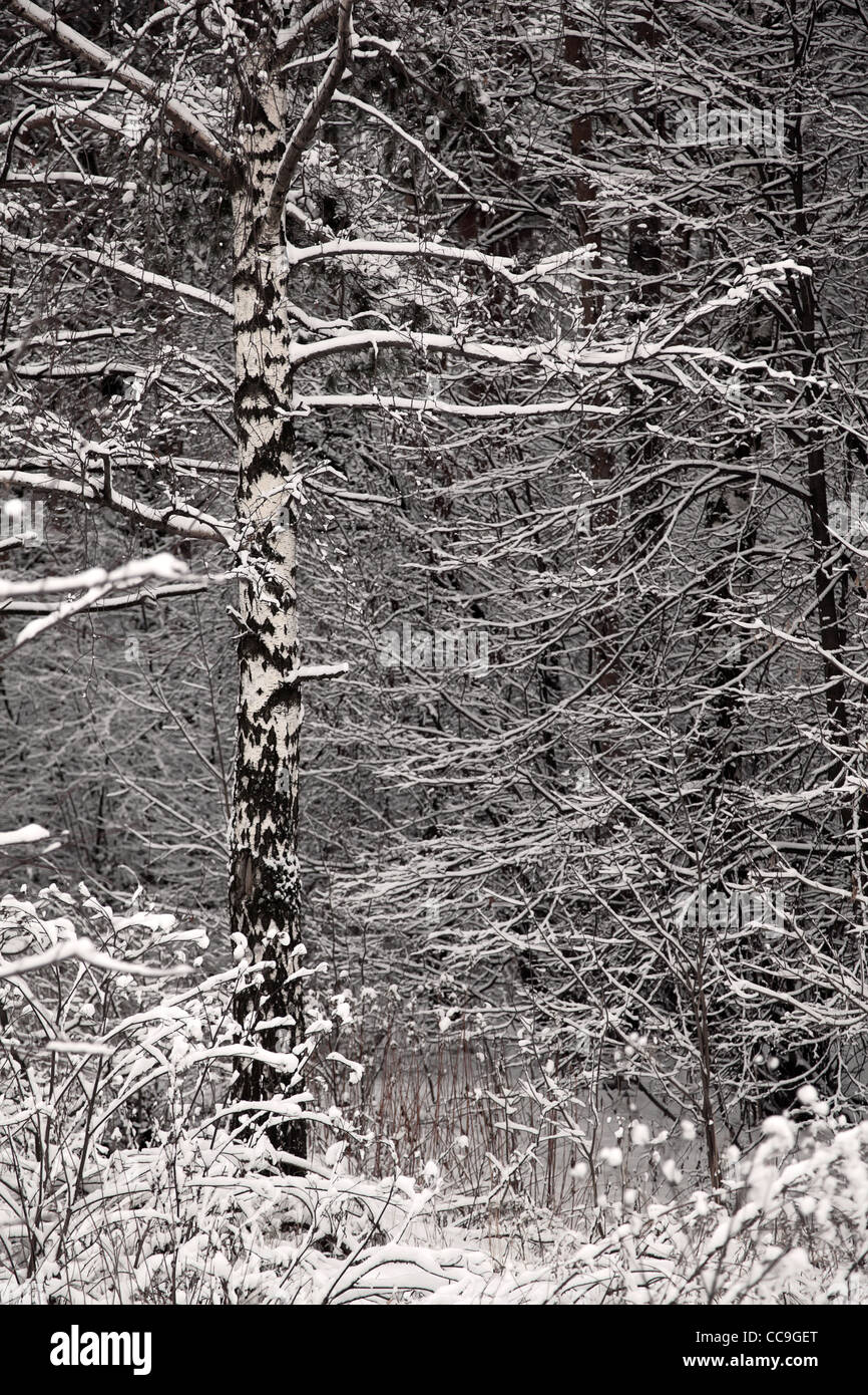 Une forêt de bouleaux en hiver. Banque D'Images