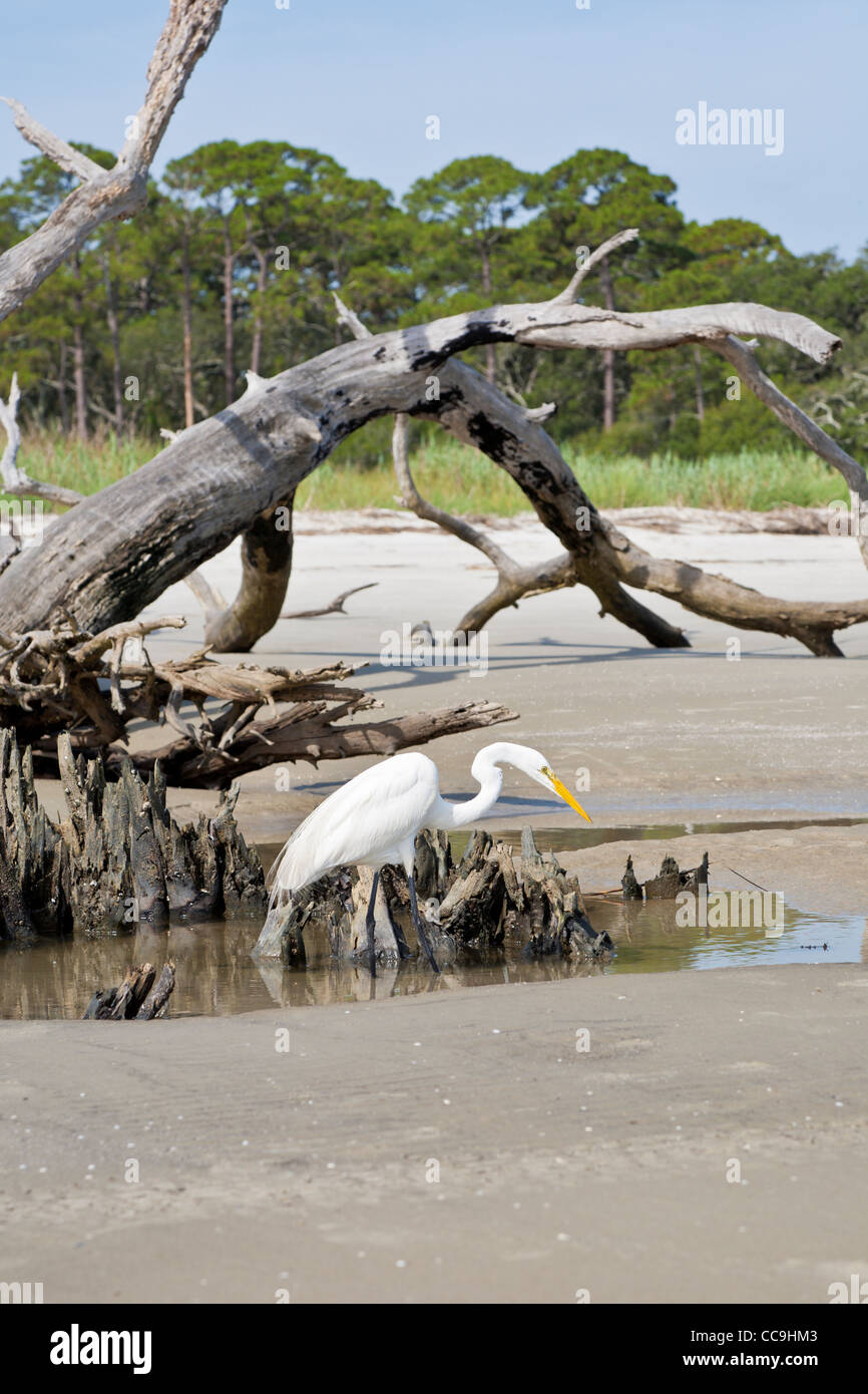 Grande Aigrette (Ardea alba) marcher entre les arbres morts et les racines à Driftwood Beach sur Jekyll Island, Géorgie Banque D'Images