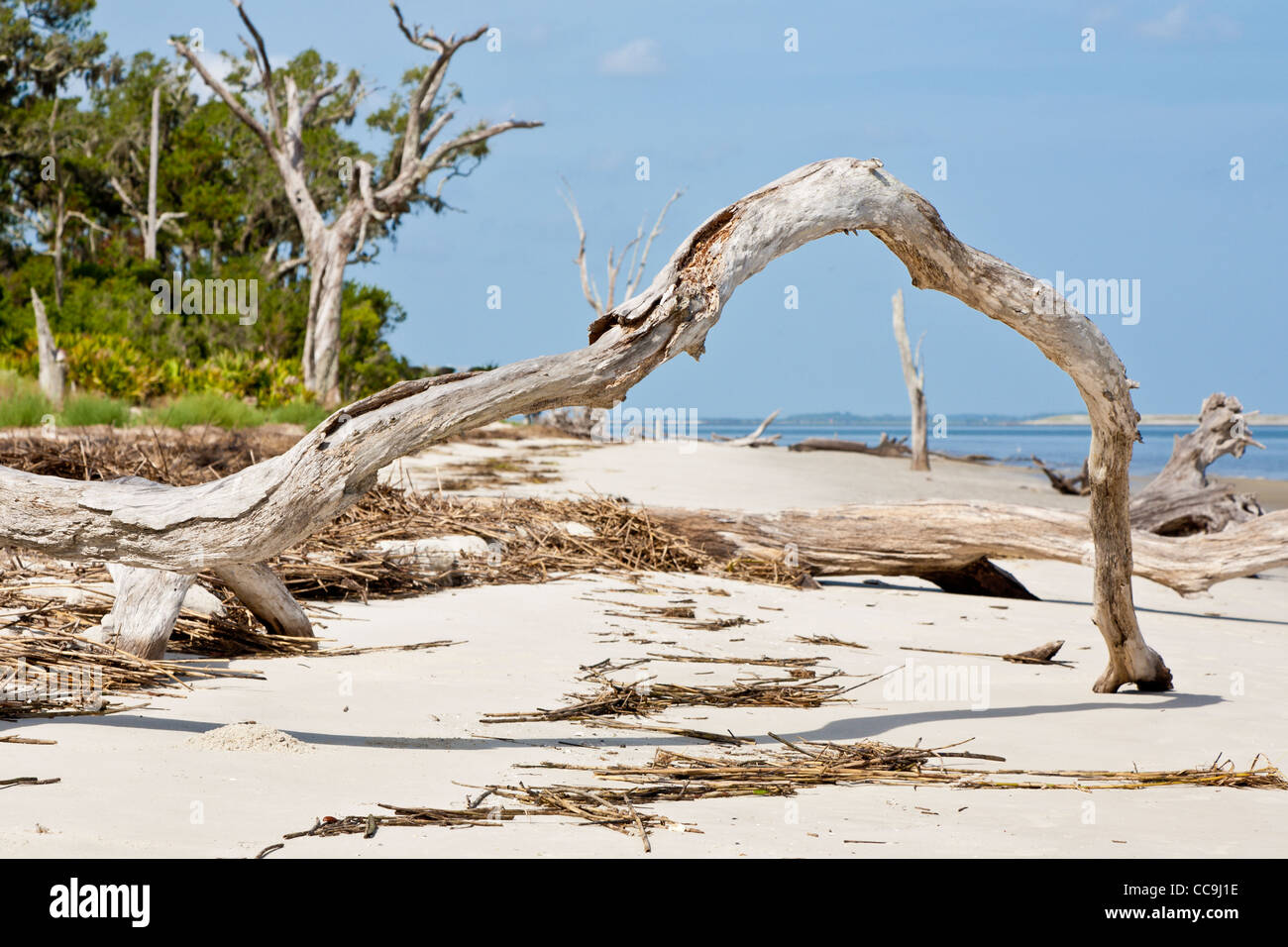 Déraciné des arbres tombés à Driftwood Beach sur Jekyll Island, Géorgie Banque D'Images