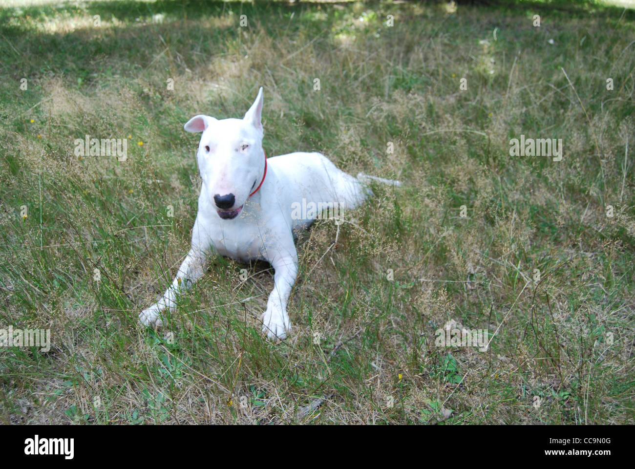 English Bull Terrier dans les bois Banque D'Images