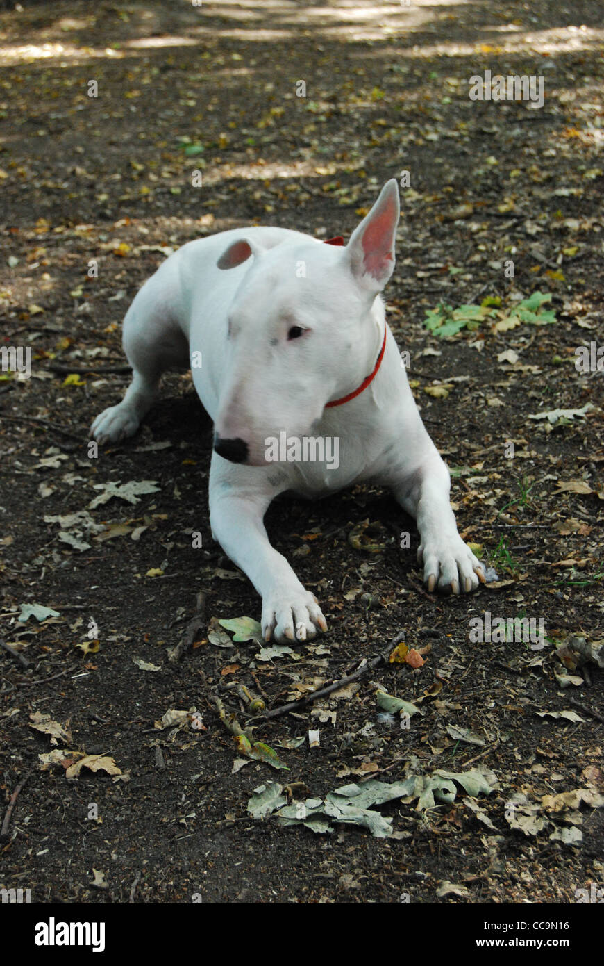 English Bull Terrier dans les bois Banque D'Images