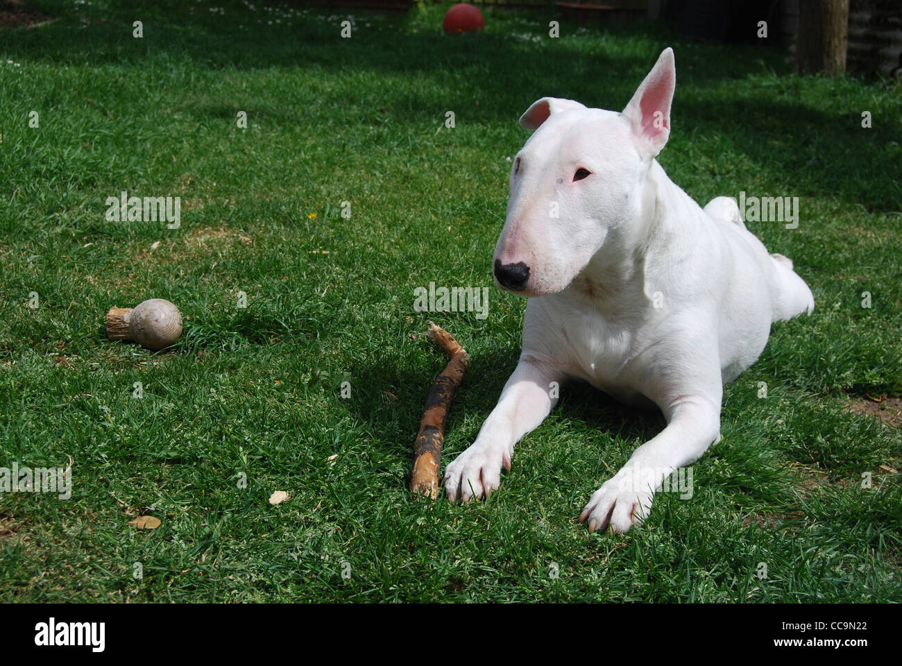 Royaume-uni, Angleterre, Essex, Bull Terrier Anglais blanc fixant dans l'herbe verte avec un bâton. Banque D'Images