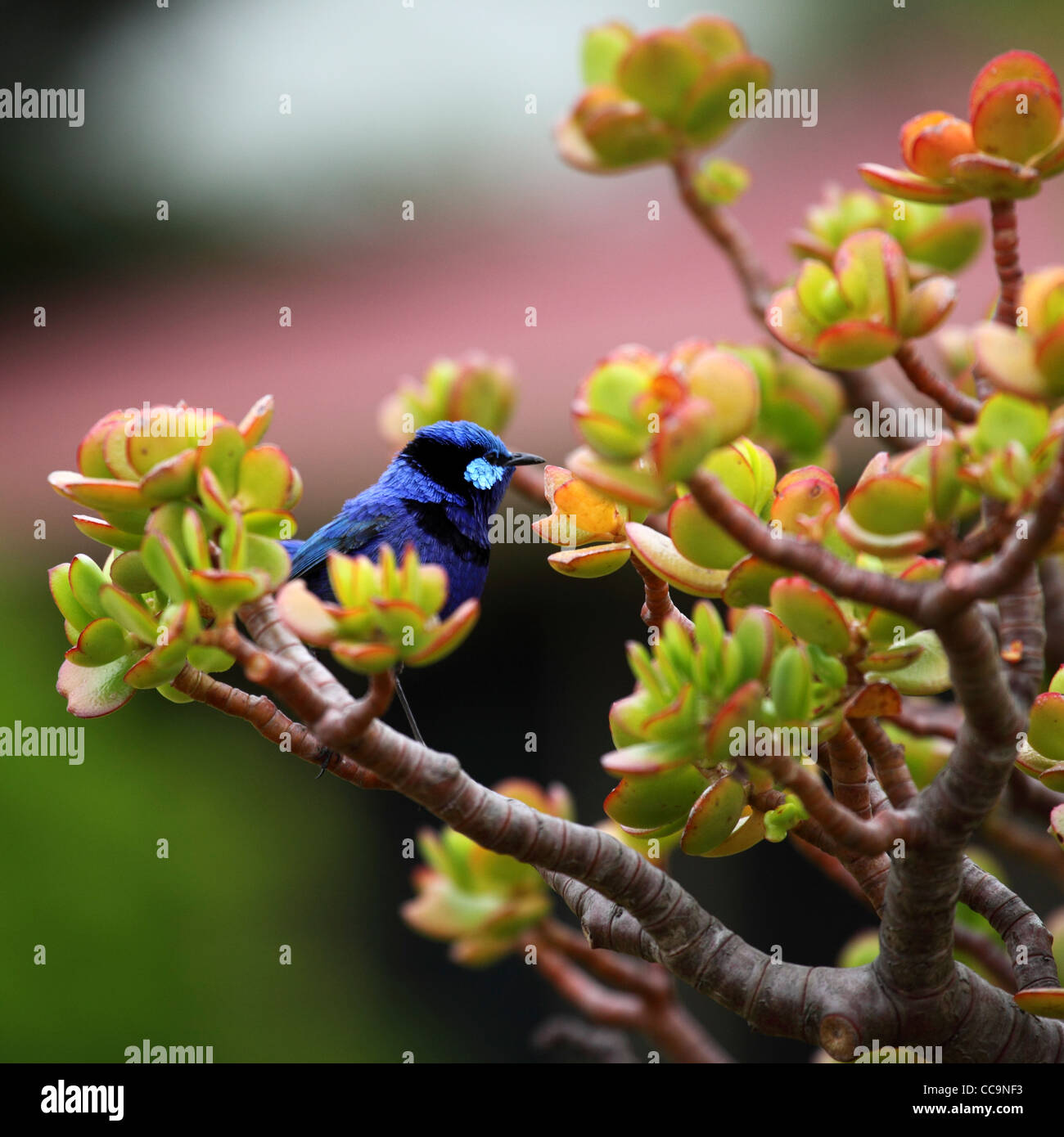 Un magnifique Conte de Wren (Malurus splendens) dans la région de Pemberton, Australie occidentale, Australie. Banque D'Images