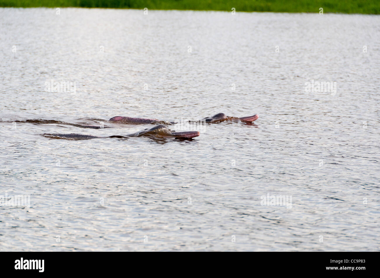 Réserve nationale de Pacaya Samiria, Pérou. Dauphins roses nager dans le lac San Martin. Banque D'Images