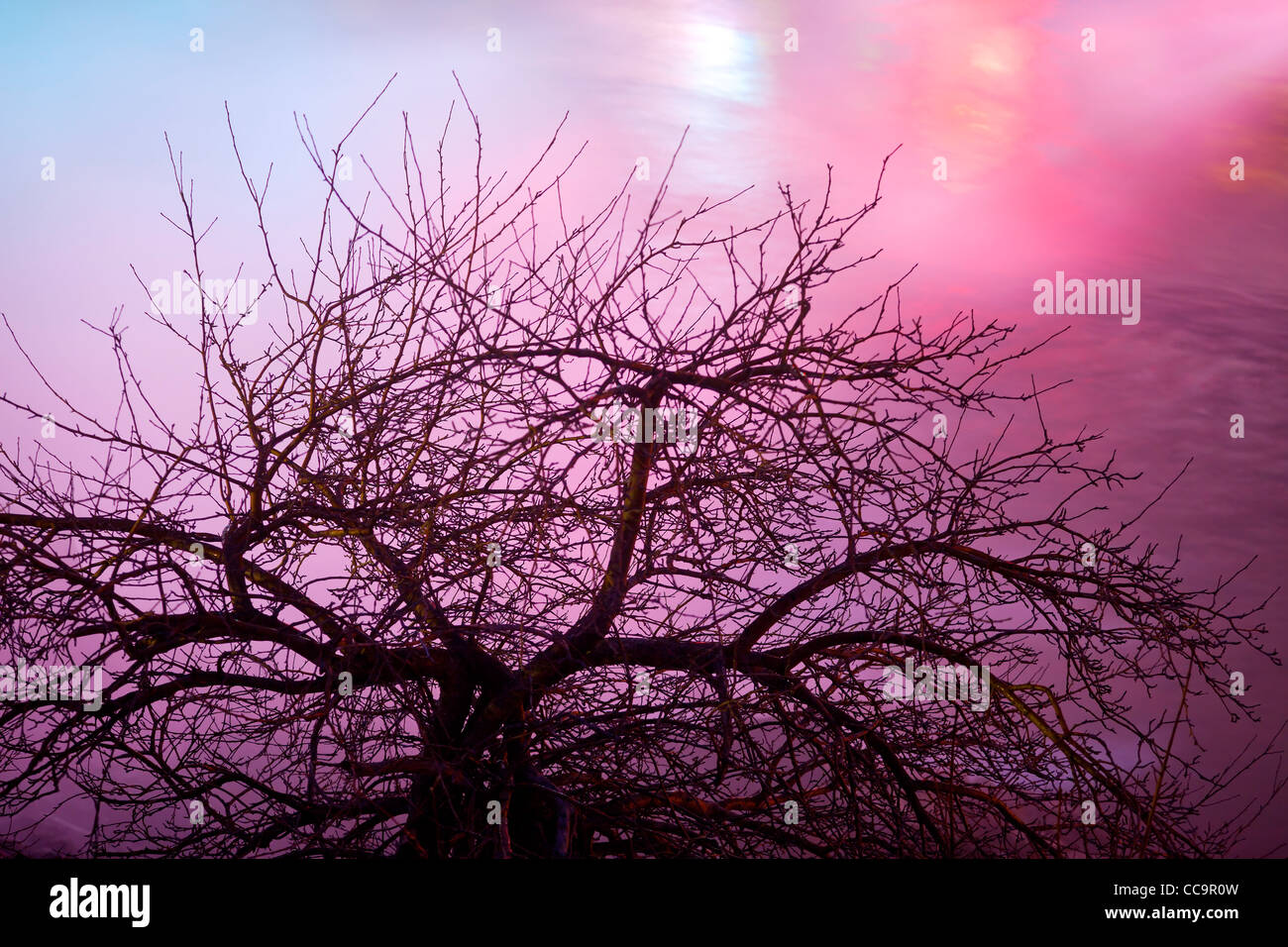 Un enchevêtrement de branches et un ciel coloré Banque D'Images