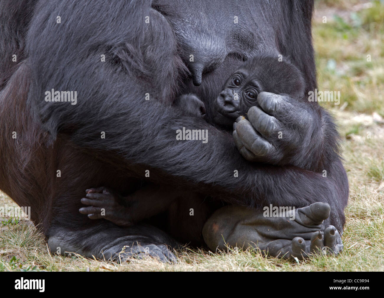 Jeune gorille (Gorilla gorilla gorilla) Banque D'Images