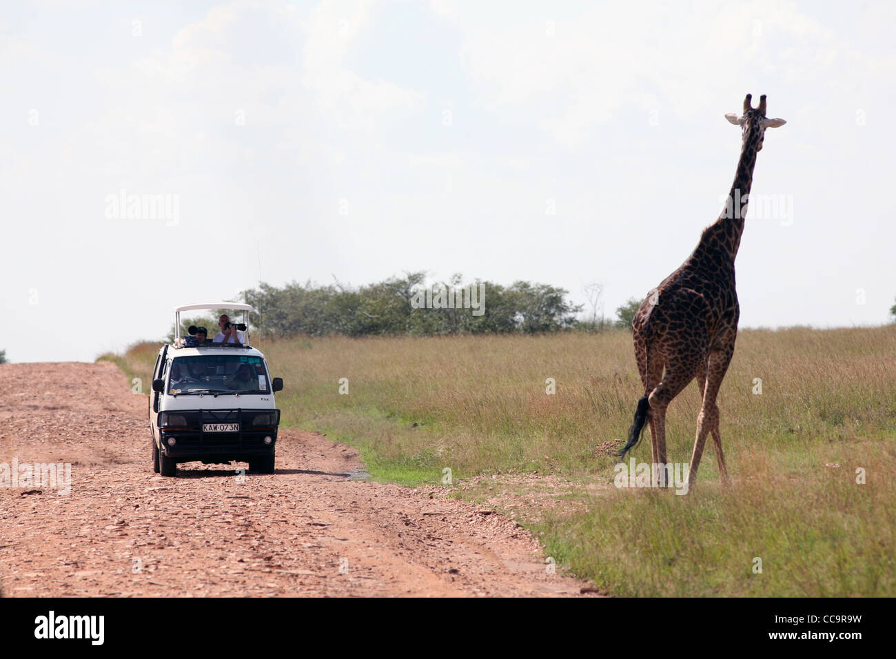 Les touristes photographier une girafe, Masai Mara National Reserve, Kenya, Afrique de l'Est. Banque D'Images