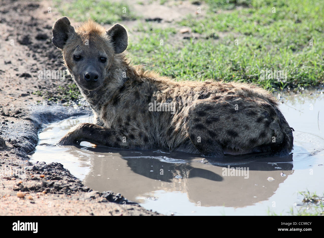 Une hyène tachetée cools off dans une flaque, Masai Mara National Reserve, Kenya, Afrique de l'Est. Banque D'Images