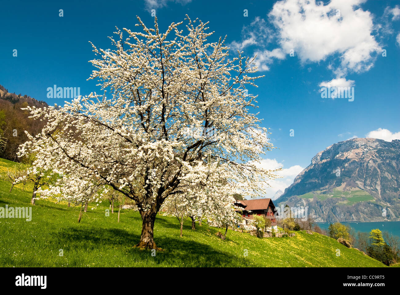 Cerisier en fleur au printemps dans les régions rurales de paysages à lake luzerne Banque D'Images