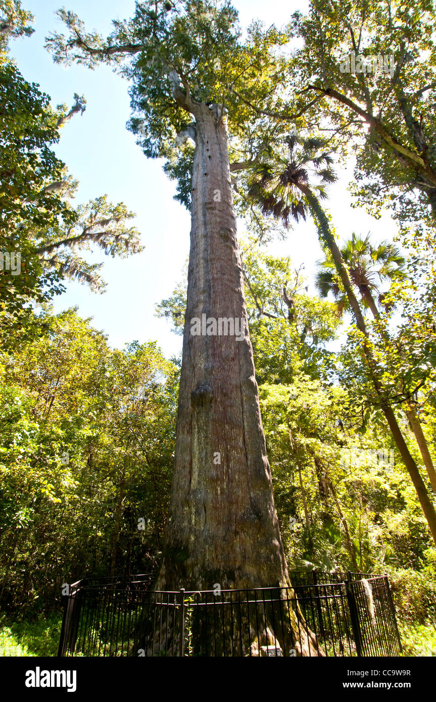 Le sénateur, 3500yearold cypress tree, le plus ancien du monde et