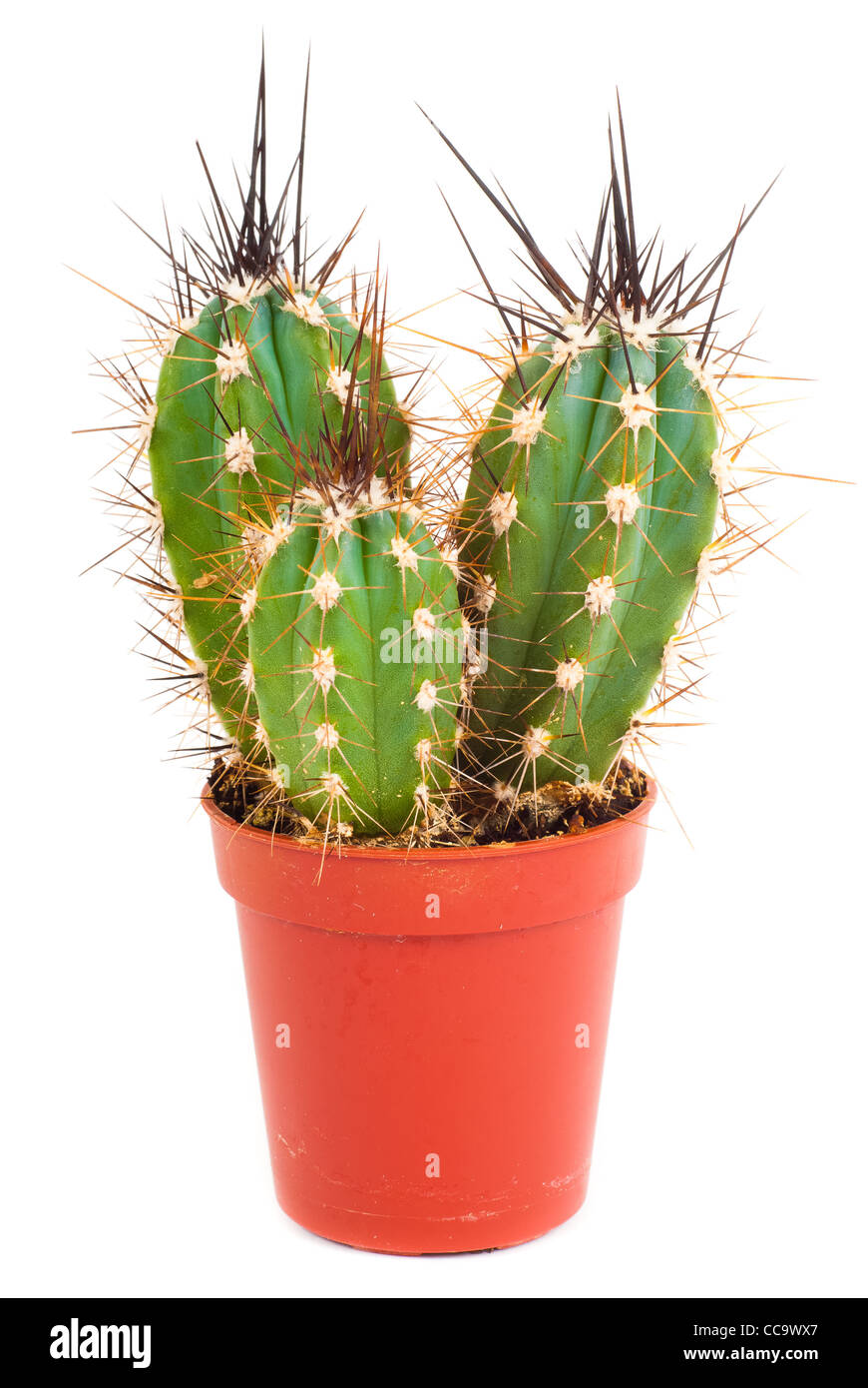 Petit cactus en petit pot isolé sur fond blanc Banque D'Images