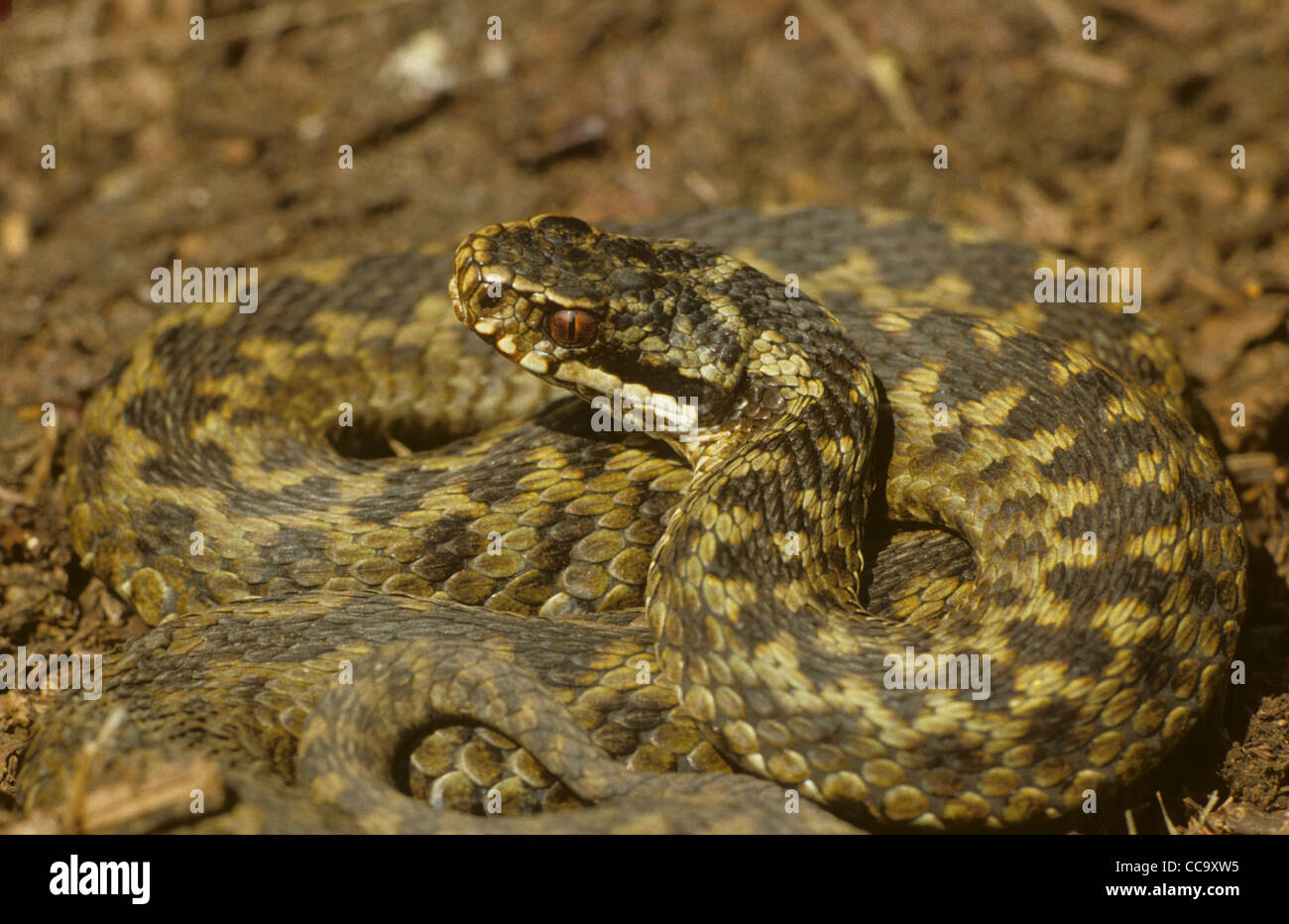 Female adder Banque de photographies et d’images à haute résolution - Alamy