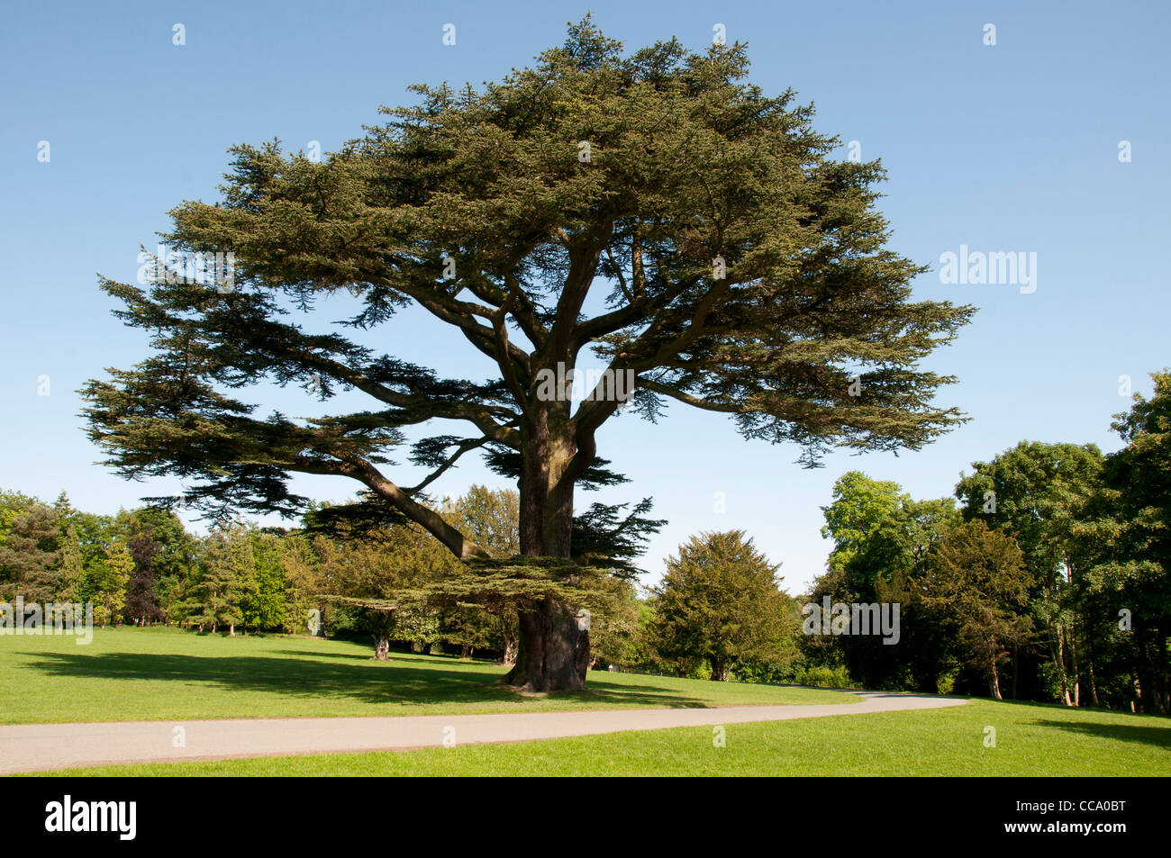 Monkey Puzzle grand arbre sur le duc d'Westminsters Estate à Chester Banque D'Images