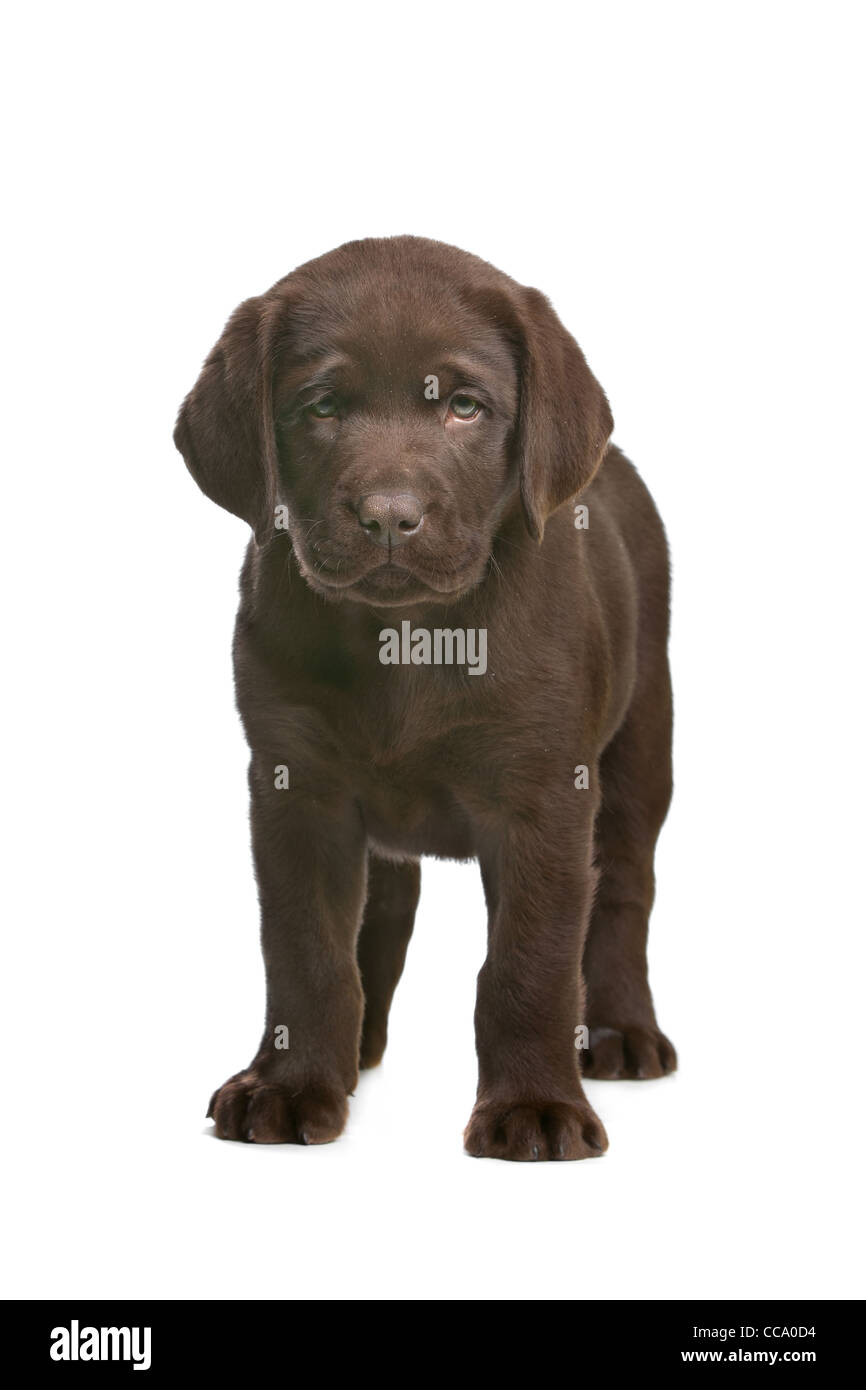 Chiot labrador chocolat devant un fond blanc Banque D'Images