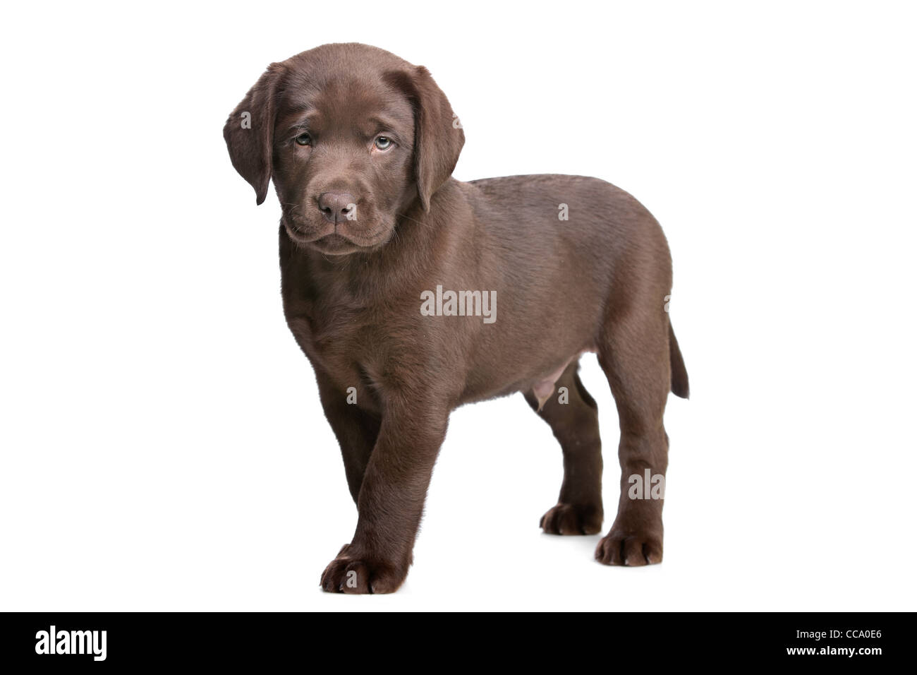 Chiot labrador chocolat devant un fond blanc Banque D'Images