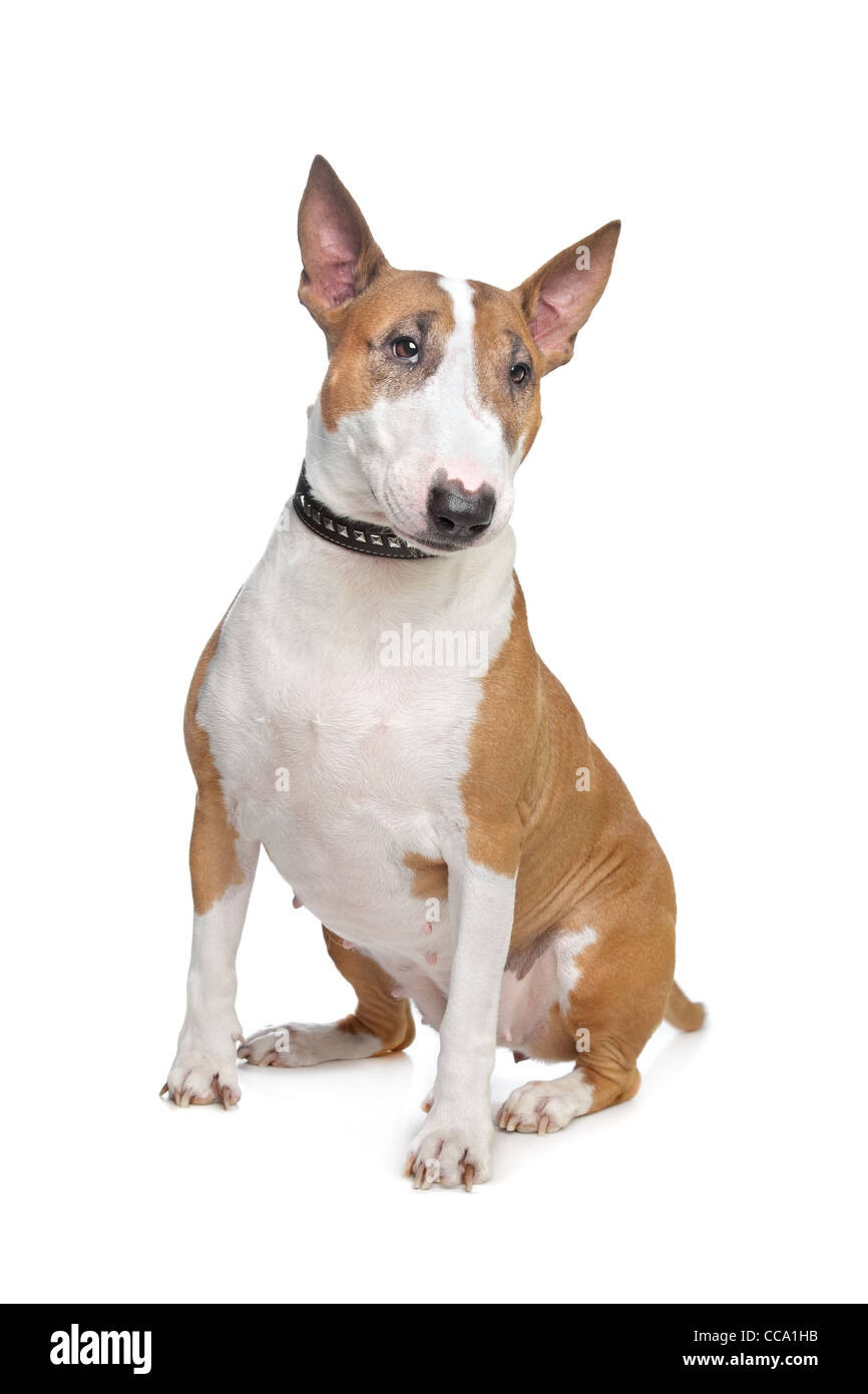 Bull Terrier devant un fond blanc Banque D'Images