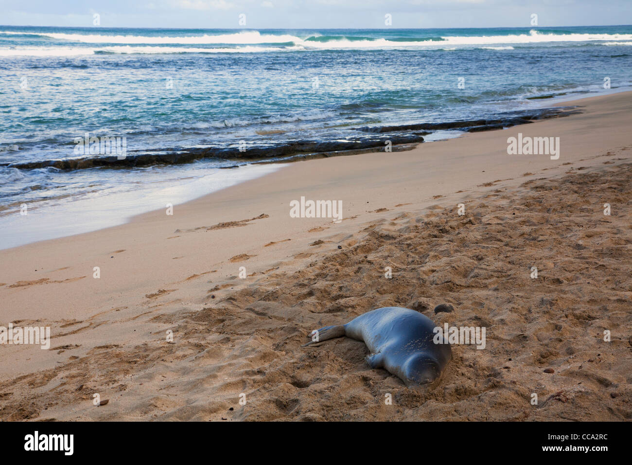 Le phoque moine hawaiien sur Ke'e Beach au début de la Côte de Na Pali, Kauai, Hawaï. Banque D'Images