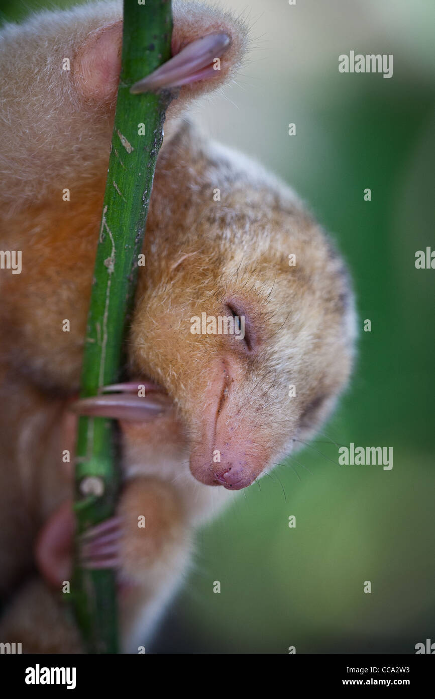 Panama faune avec une anteater soyeuse, CYCLOPES didactylus, dans une forêt près de Penonome dans la province de Cocle, République du Panama, Amérique centrale. Banque D'Images