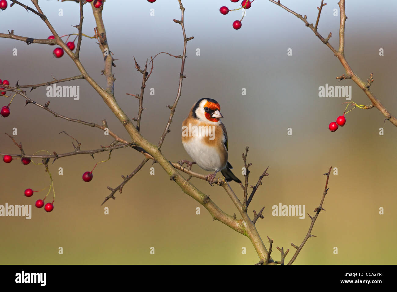 Seul Chardonneret jaune Carduelis carduelis perché sur les baies d'aubépine contre un ciel bleu Banque D'Images