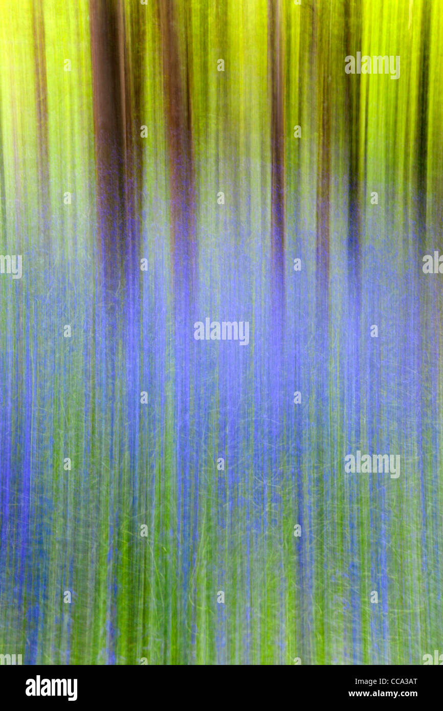 Jacinthes des bois en Idless Cornwall ; La photographie créative ; Banque D'Images