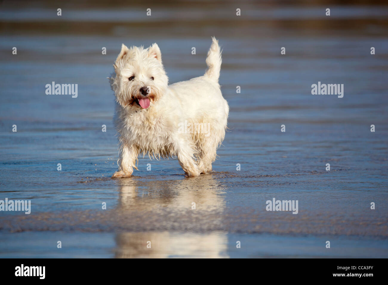 West Highland White Terrier ; sur la plage ; UK Banque D'Images