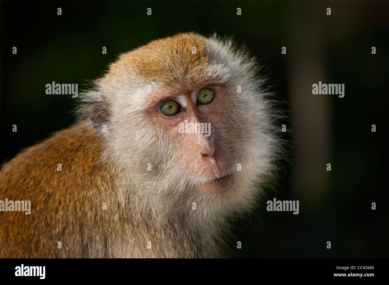 Portrait d'un macaque de crabe Macaca fascicularis Thaïlande Banque D'Images