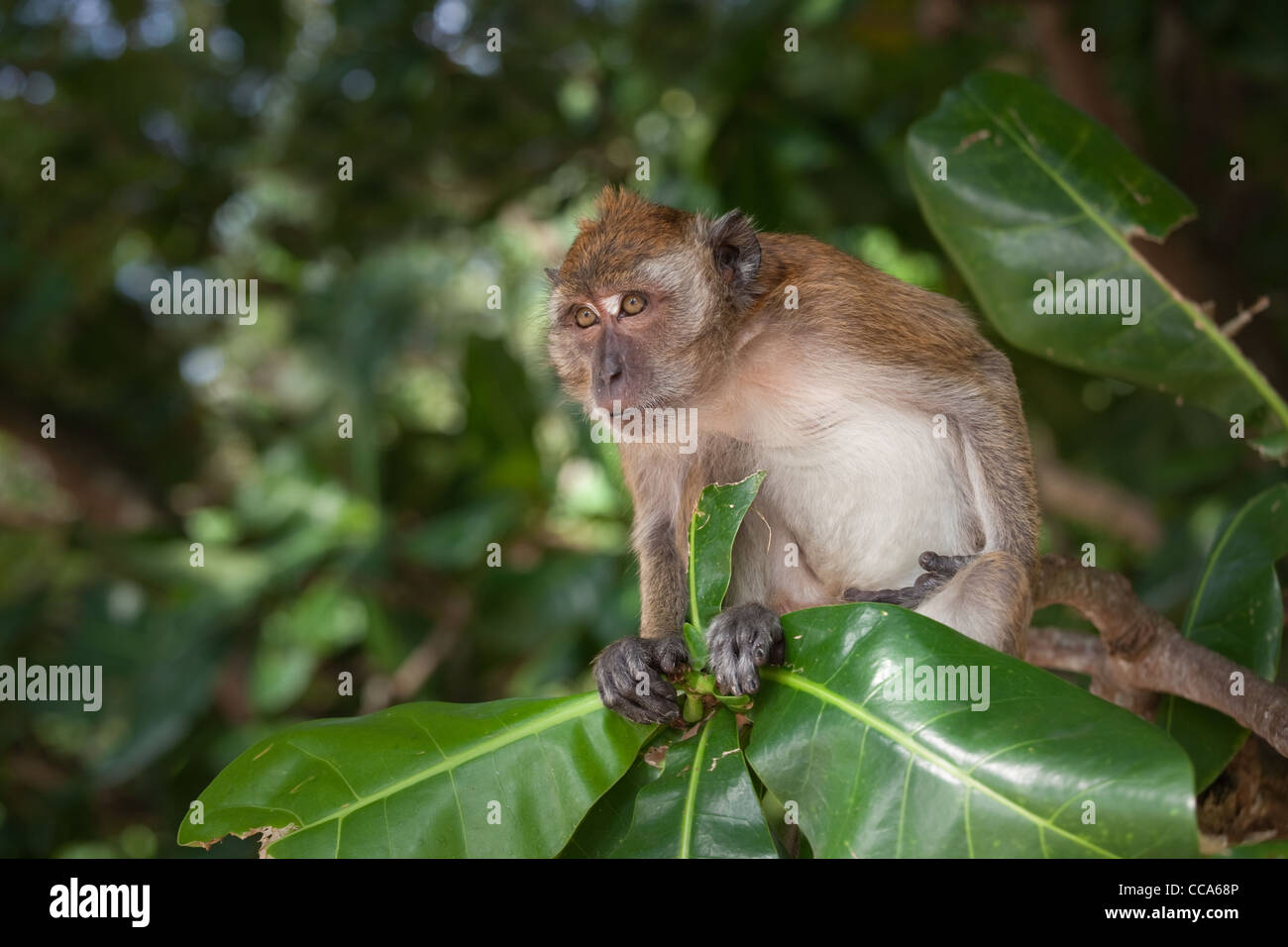 Manger du crabe fasdicularis Macaque Macaca Thaïlande Banque D'Images