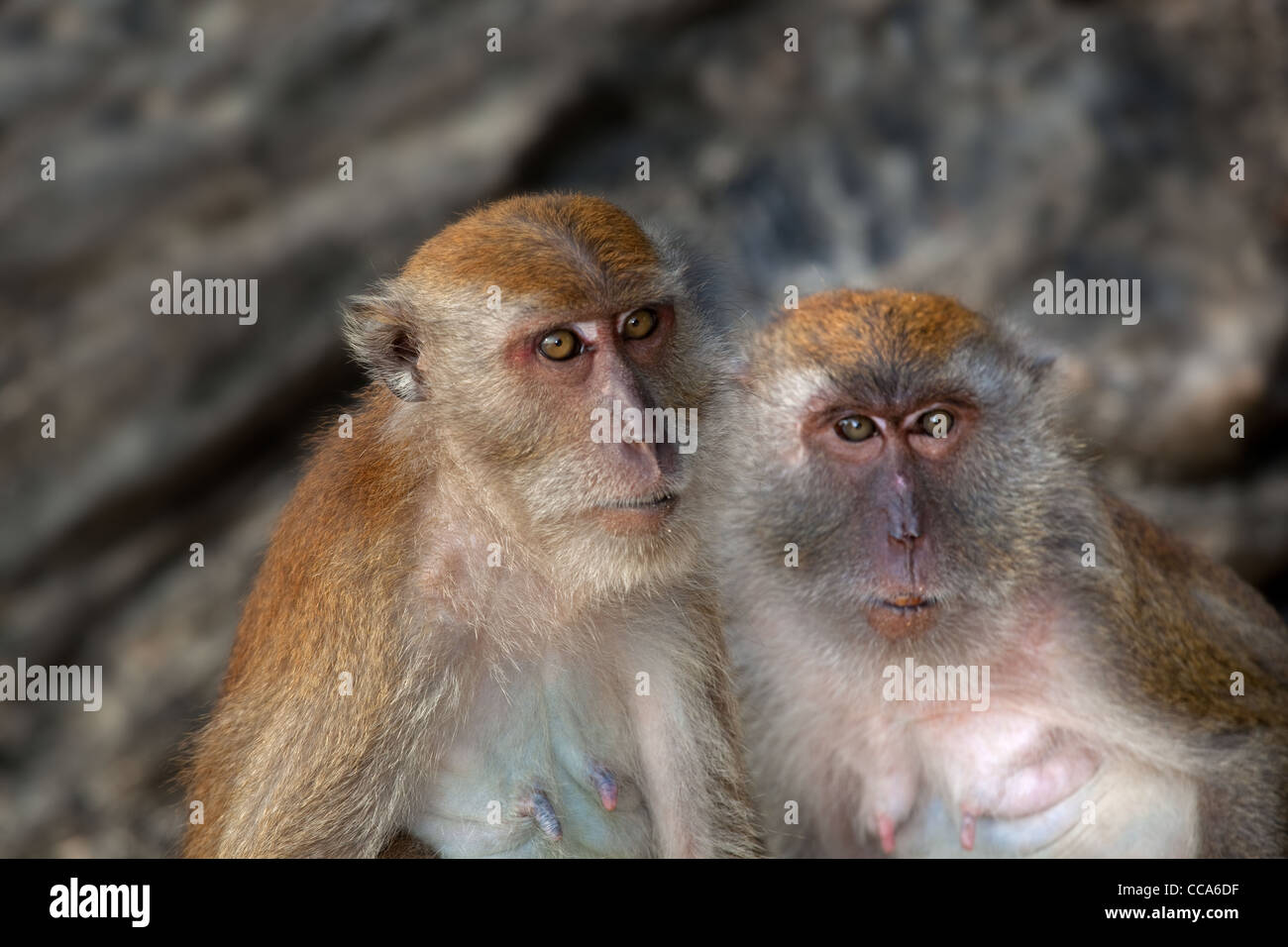 Manger du crabe Macaque Macaca fasdicularis le toilettage Le sud de la Thaïlande Banque D'Images