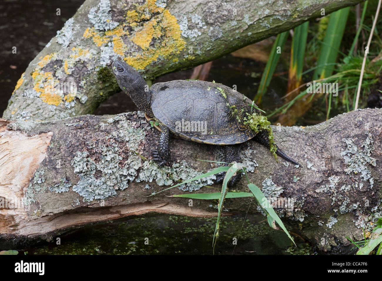 La tortue cistude (Emys orbicularis). Des hommes. Banque D'Images
