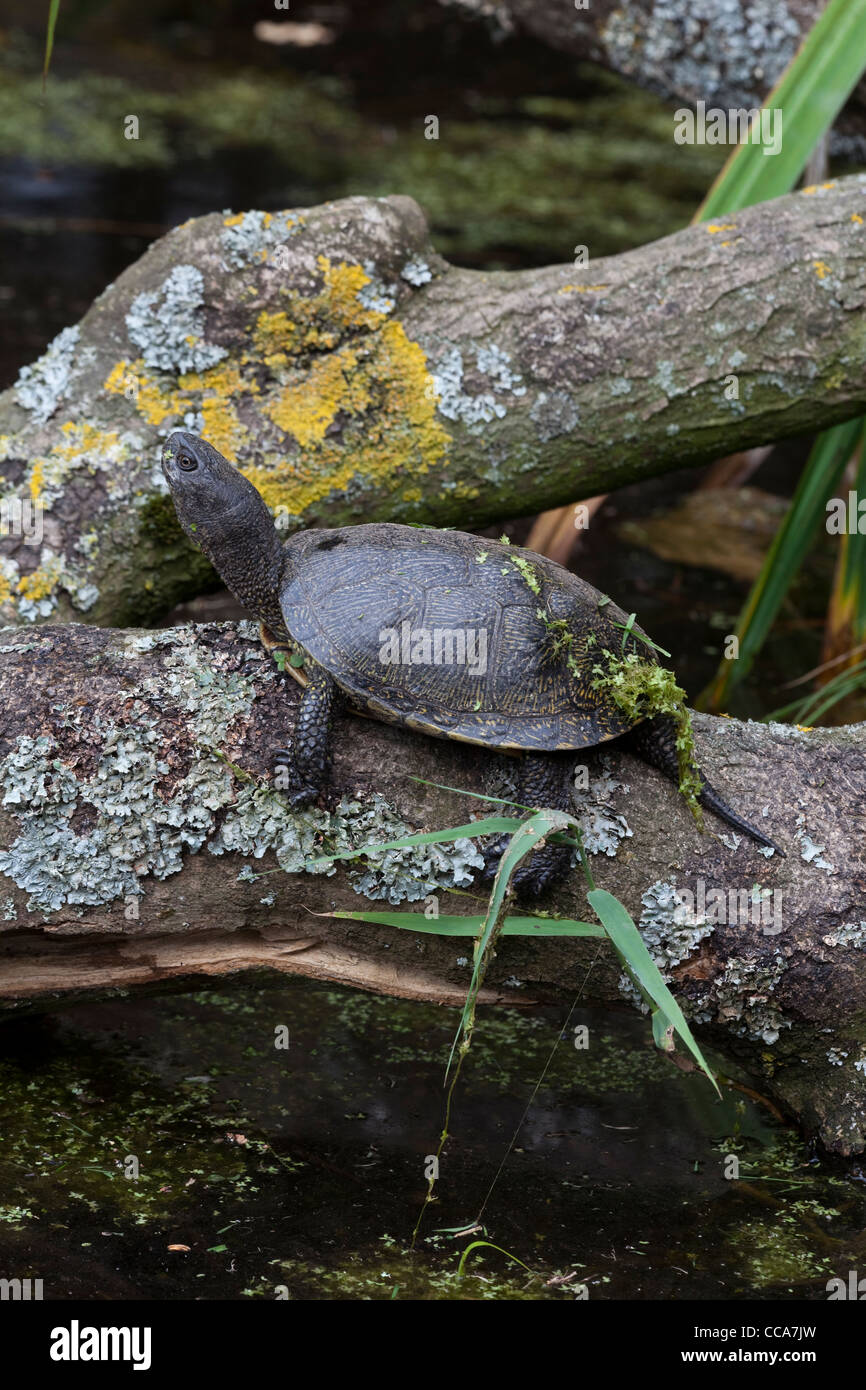 La tortue cistude (Emys orbicularis). Des hommes. Le repos hors de l'eau sur un journal. Banque D'Images