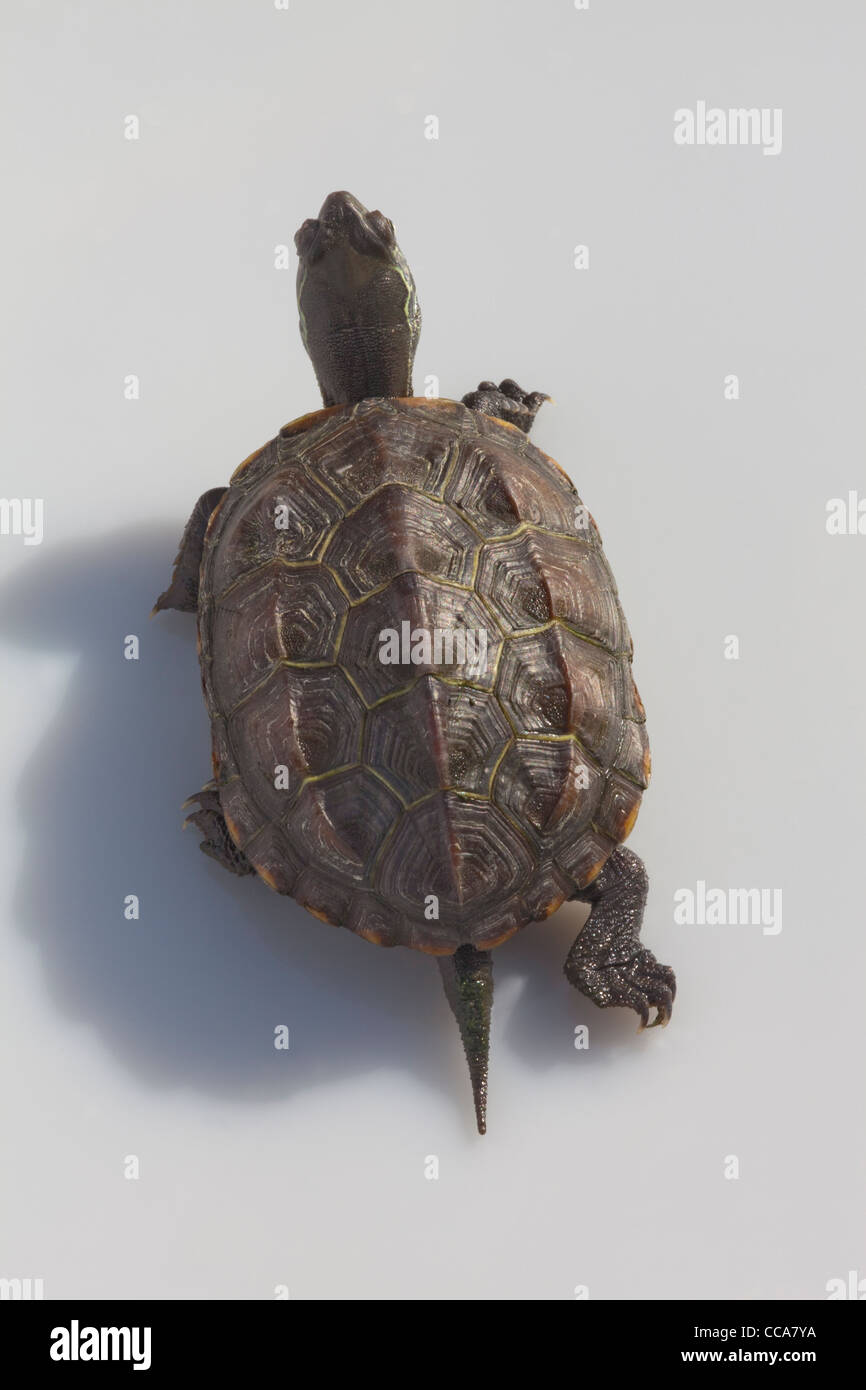 Reeve (Chinemys reevesi). La marche à pied. Banque D'Images