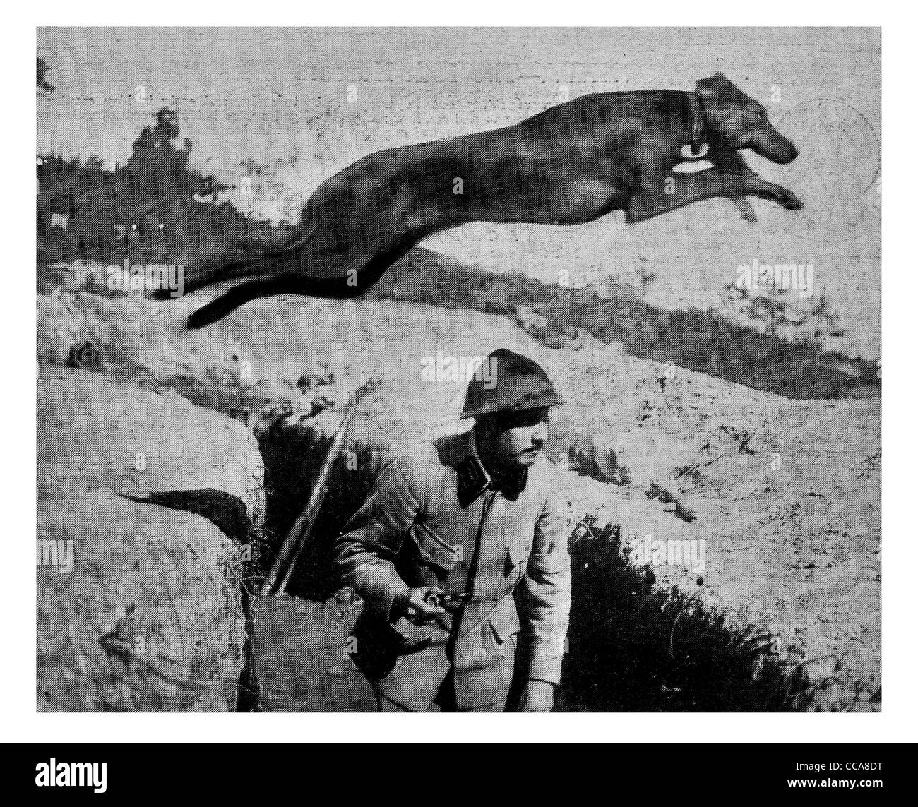 Liaison 1916 messenger dog animal canin mans meilleur ami générale message tranchée de communication fossé saut saut fusil Banque D'Images