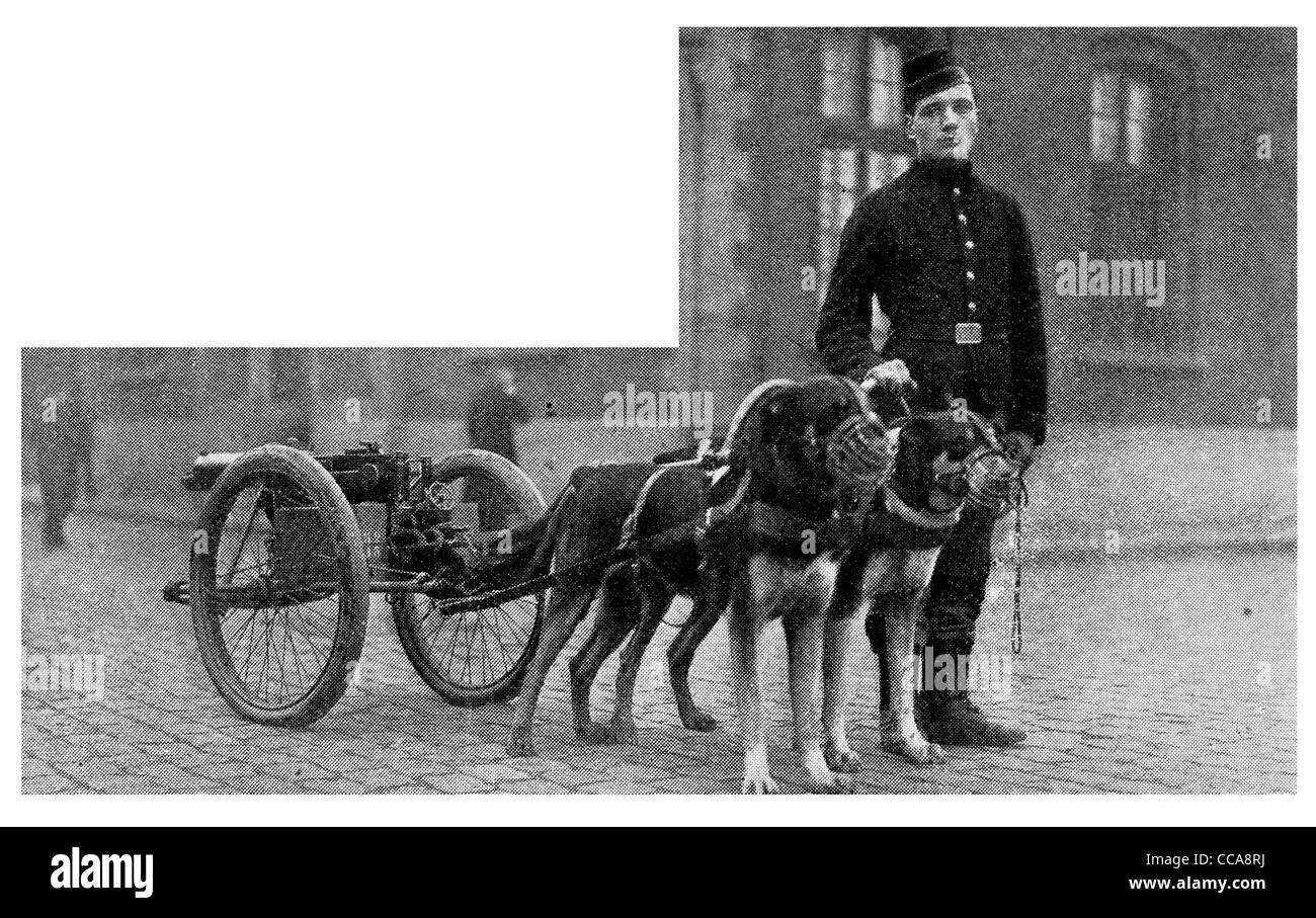 1914 chiens chien belge appelée machine gun en attente de son nouveau régiment photo rare Belgique gunner museau muselé faisceau maxim Banque D'Images