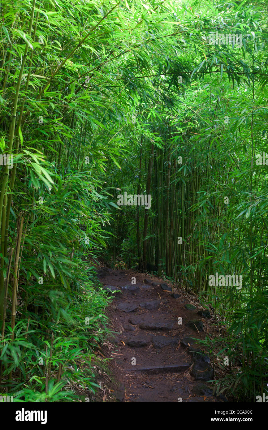 Forêt de bambou le long de la Pipiwai Trail, le Parc National de Haleakala, Maui, Hawaii Banque D'Images