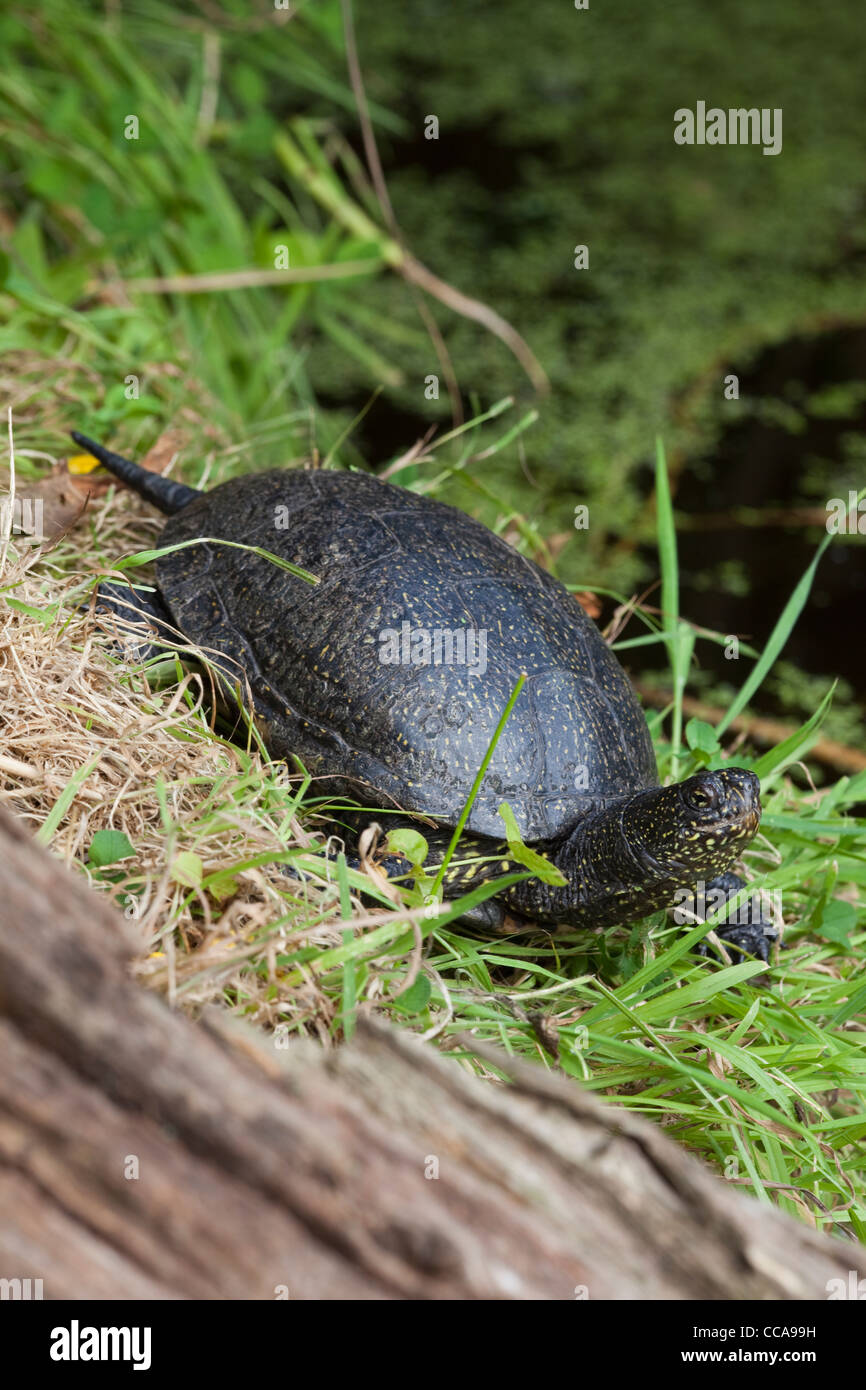 Étang d'Europe (Terrapin Emys obicularis). Femelle adulte, le bain de soleil sur un journal. Banque D'Images