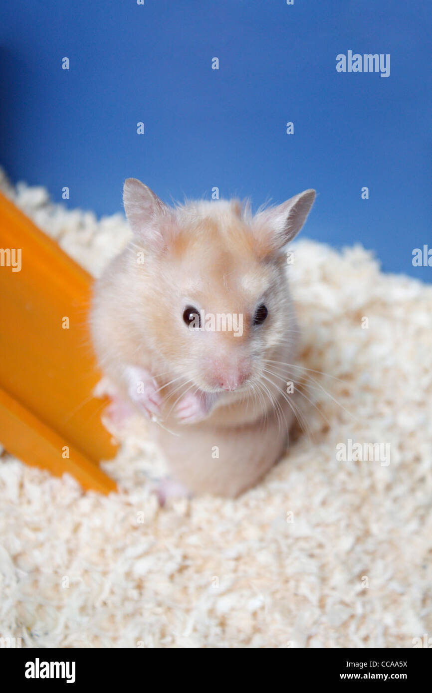 Un petit mignon hamster dans une cage Banque D'Images