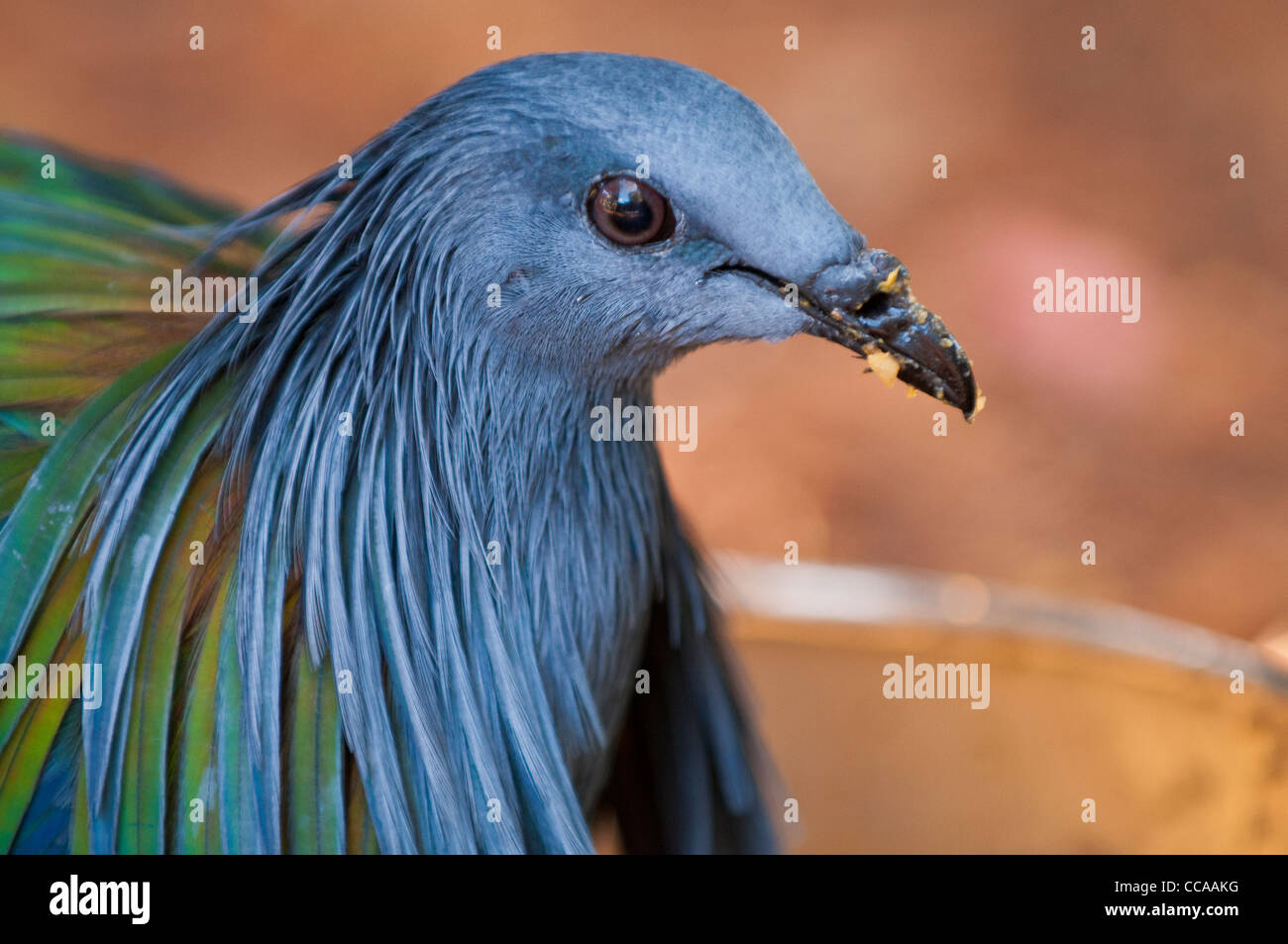 Pigeon de Nicobar Banque D'Images