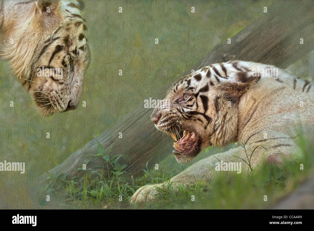 White Tiger, Panthera tigris, défier son compagnon. Banque D'Images