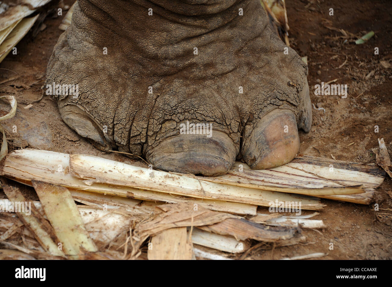 Gros plan du pied d'éléphant debout sur bananier. Thaïlande Banque D'Images