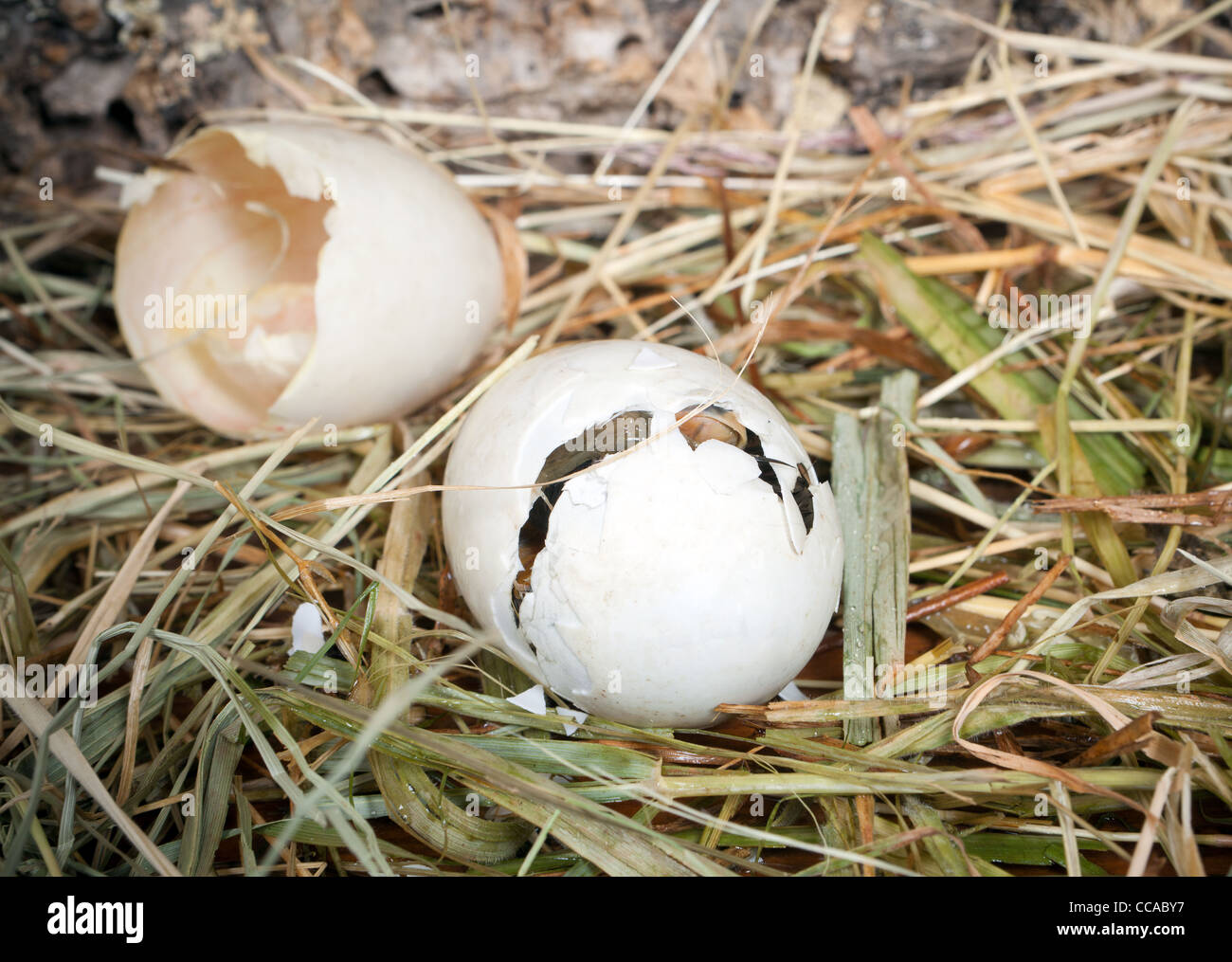Caneton bébé son œuf à couver Banque D'Images